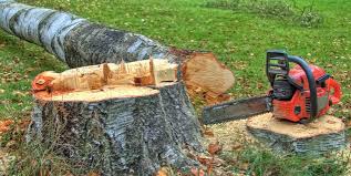 Best Fruit Tree Pruning  in Scissors, TX