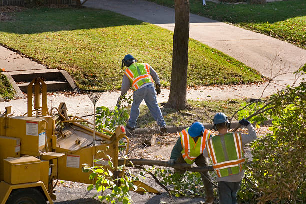 Lawn Drainage Solutions in Scissors, TX
