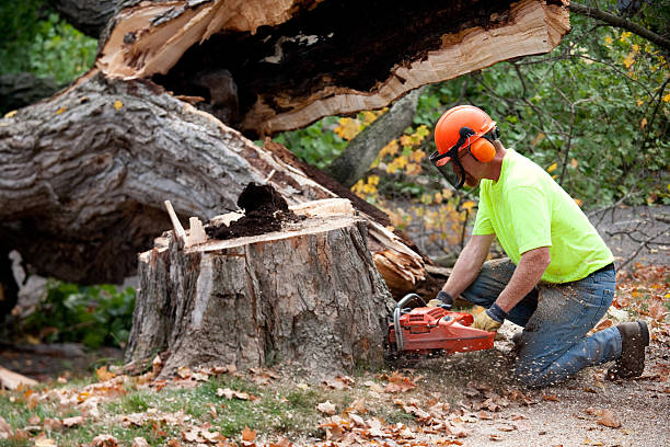 Best Tree Preservation Services  in Scissors, TX