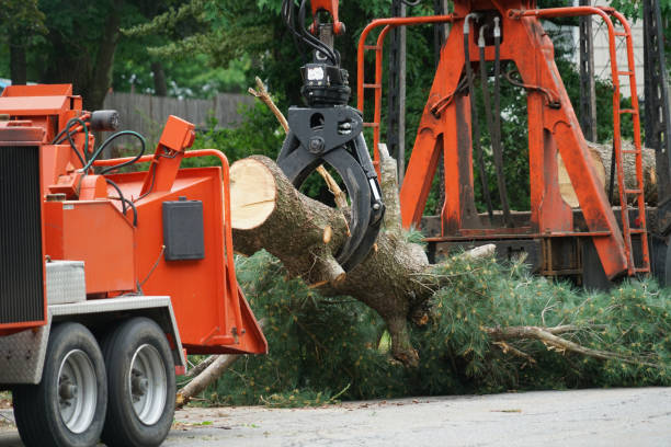 Best Tree Risk Assessment  in Scissors, TX